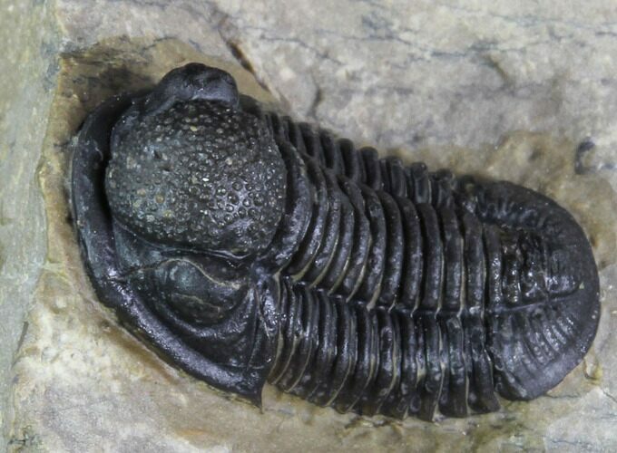Gerastos Trilobite Fossil - Morocco #87558